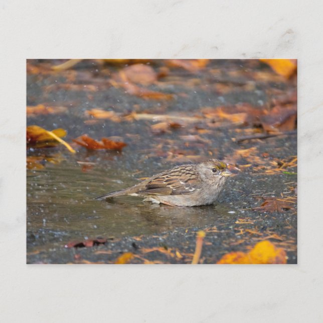 Guldkronad Sparrow Vykort (Framsida)