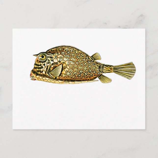 Guldlax Vykort (Framsida)