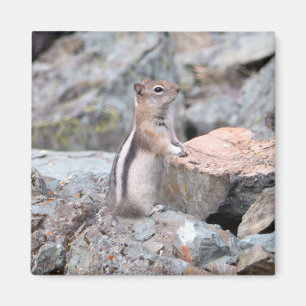 Guldmantlad sisel vid Glacier II Magnet