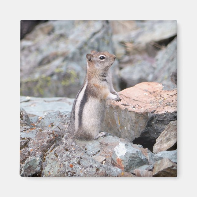 Guldmantlad sisel vid Glacier II Magnet (Framsidan)