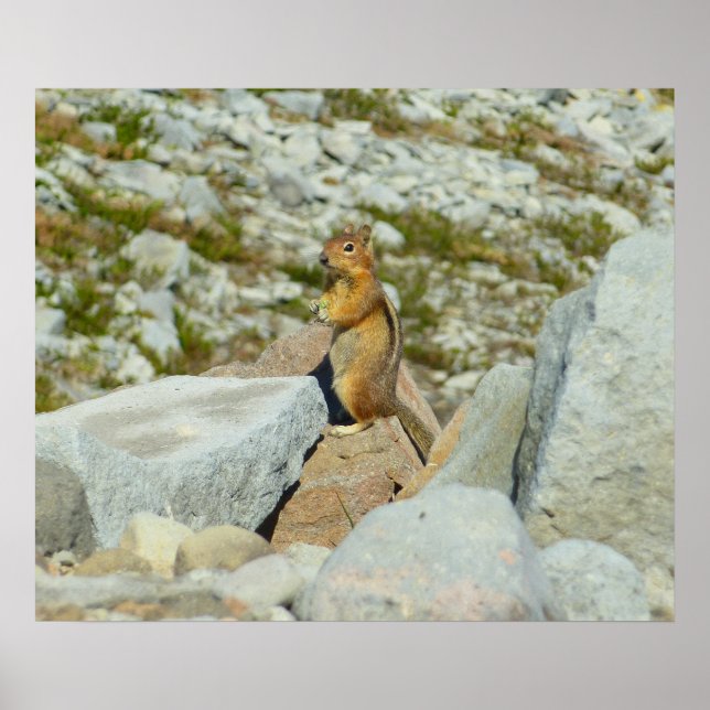 Guldmantlad sisel vid Mount Rainier Poster (Framsidan)