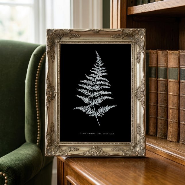 Guldormbunksfjäder, Gymnogramma Chrysophylla Fototryck (Golden Fern Frond, Gymnogramma Chrysophylla. Photo Print)