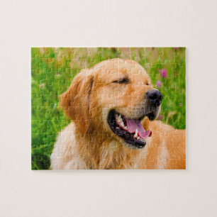 Guldpäls retriever Hund . Pussel