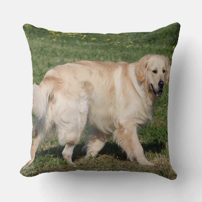 Guldpäls retriever som går kudde (Framsida)
