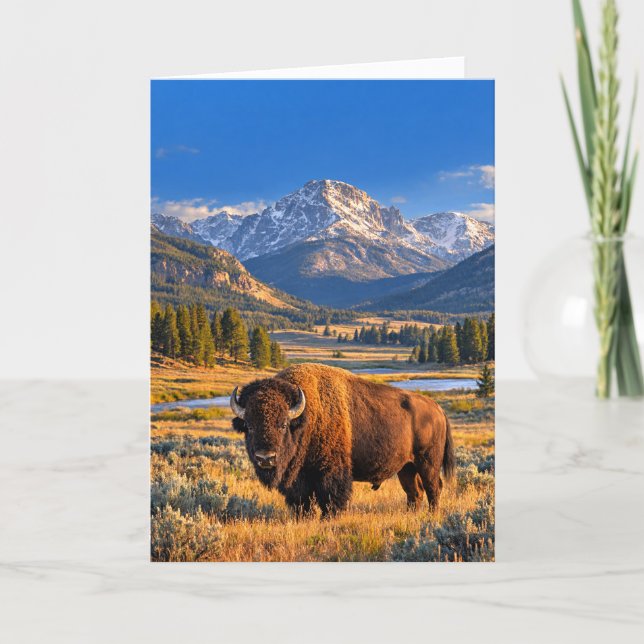 Guldprärien Vilda amerikanska Bisonfilt Kort (Framsida)