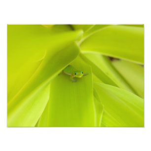 GuldstoftdagGecko Fototryck