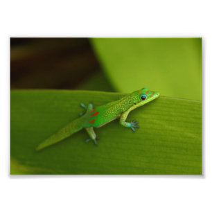 GuldstoftdagGecko Fototryck