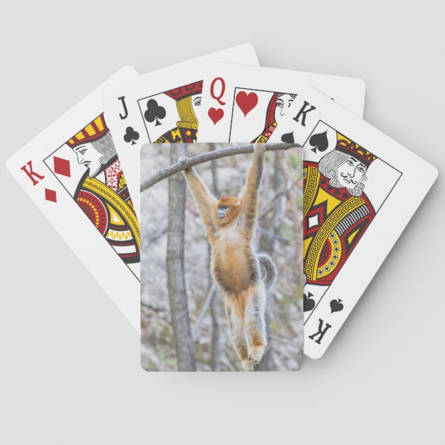 Guldstumppapegoja som gungar på gren casinokort (Baksidan)
