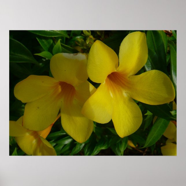 Guldtrumpetblommor II Tropisk Poster (Framsidan)