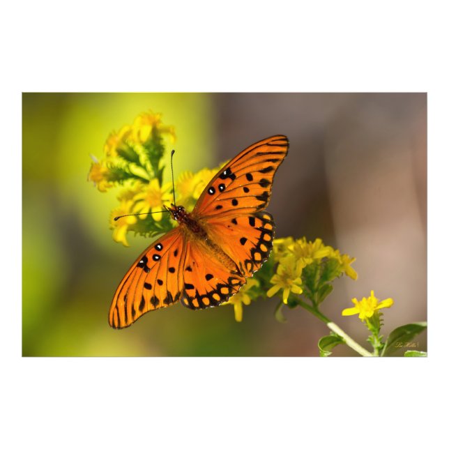 Gulf Fritillary aka Passion Butterfly on Goldenrod Fototryck (Framsidan)