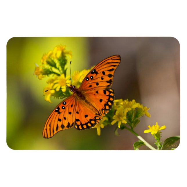 Gulf Fritillary aka Passion Butterfly on Goldenrod Magnet (Horisontell)