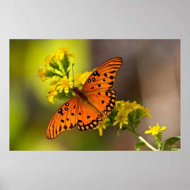 Gulf Fritillary aka Passion Butterfly on Goldenrod Poster (Framsidan)