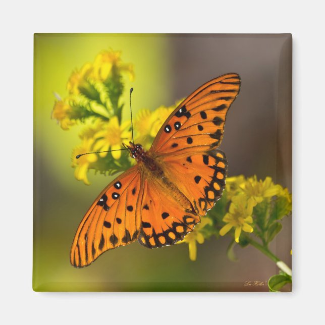Gulf Fritillary aka Passionsfjäril på Guldris Magnet (Framsidan)