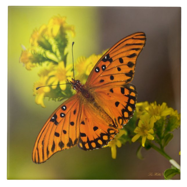 Gulf Fritillary aka Passionsfjäril på Gullris Kakelplatta (Framsidan)