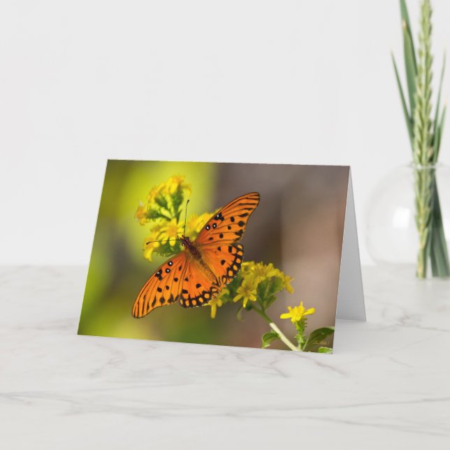 Gulf Fritillary aka Passionsfjäril på Gullris Kort (Framsida)