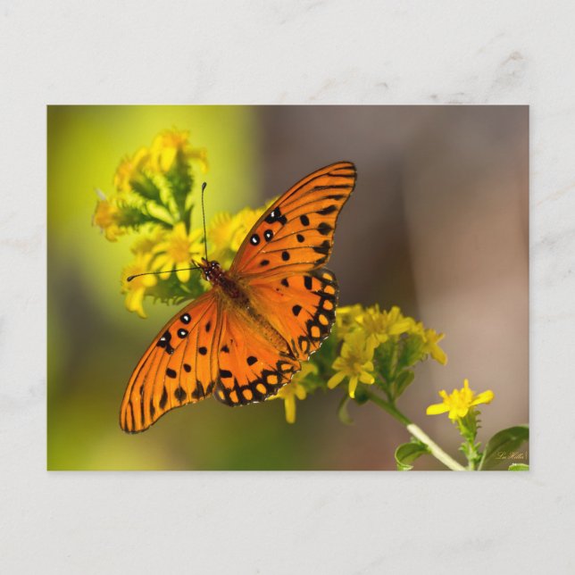 Gulf Fritillary aka Passionsfjäril på Gullris Vykort (Framsida)