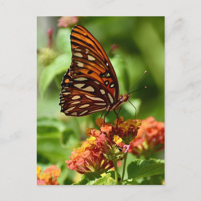 Gulf Fritillary Fjäril Postkort Vykort (Framsida)