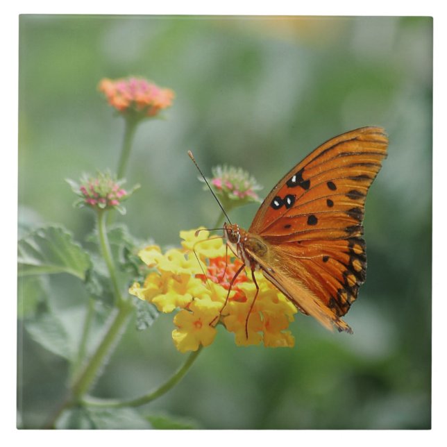 Gulf fritillary Fjäril sträckt  Kakelplatta (Framsidan)
