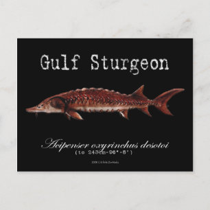 Gulf Stör-Black-Postcard Vykort