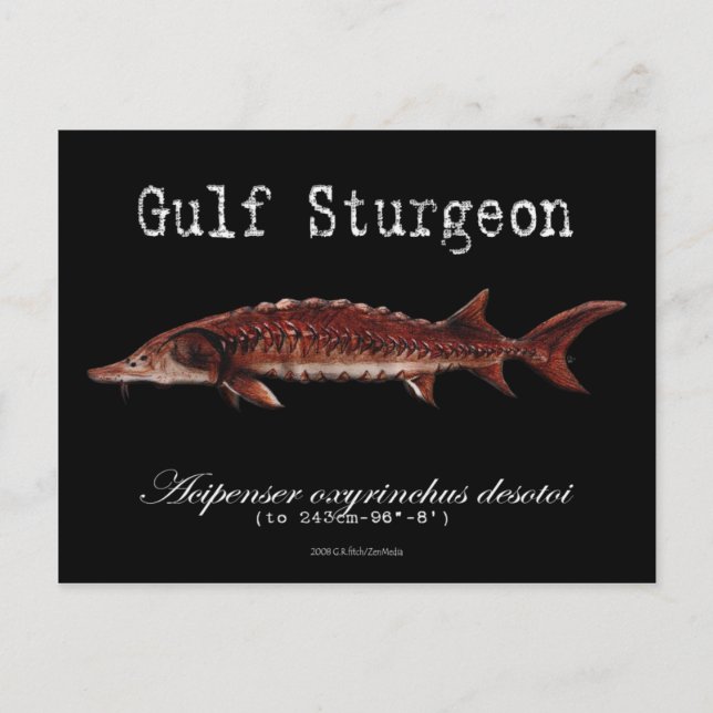 Gulf Stör-Black-Postcard Vykort (Framsida)