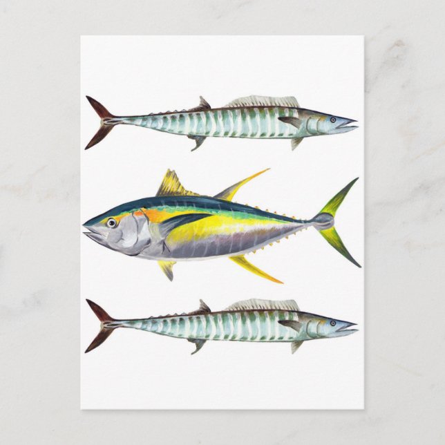Gulfenad tonfisk och wahofisk mönster vykort (Framsida)