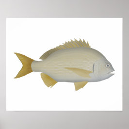 Gulfläckig havsruda poster