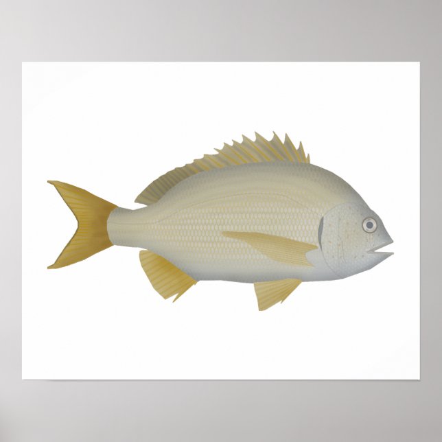 Gulfläckig havsruda poster (Framsidan)