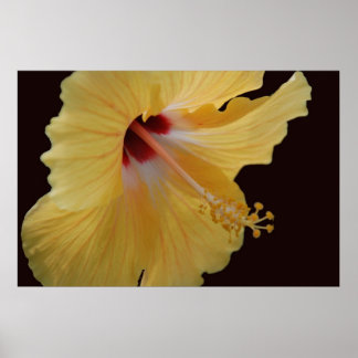 GulHibiscus114 Poster