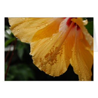 GulHibiscus70 Hälsningskort