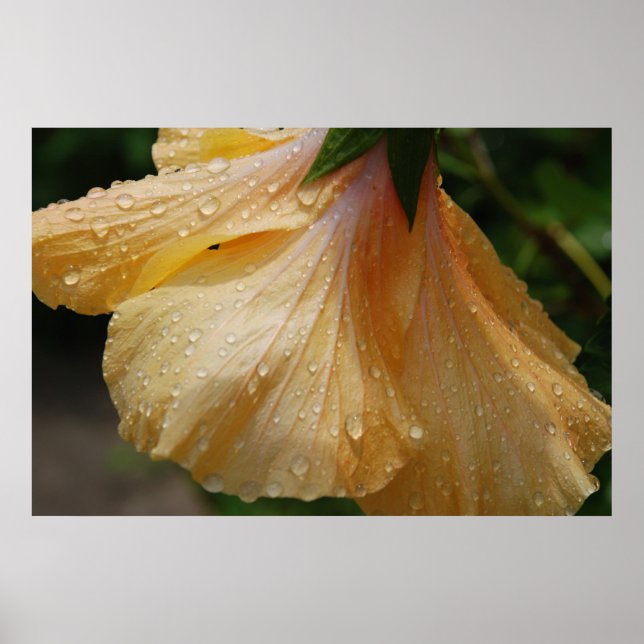 GulHibiscus75 Poster (Framsidan)