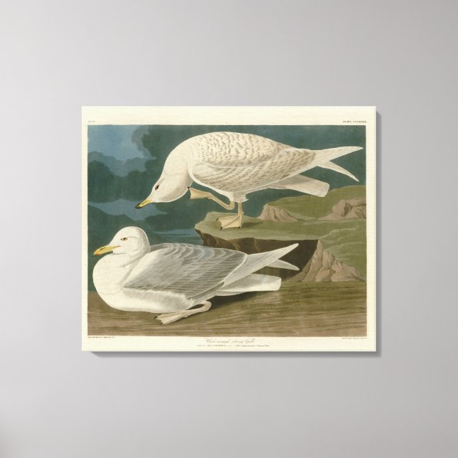 Gull Audubon Birds of America Canvastryck (Framsida)