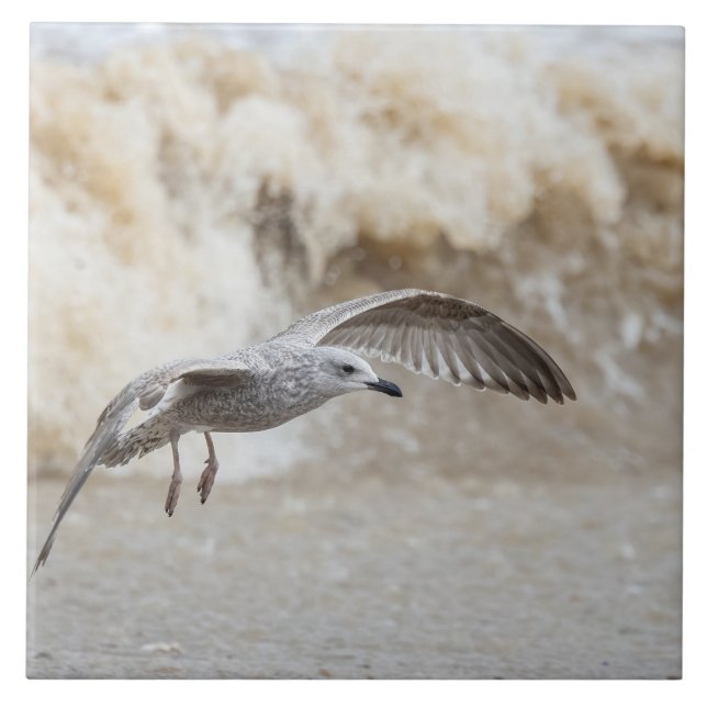 Gull Bird Flies Kakelplatta (Framsidan)