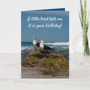 Gull Bird Seclued Beach in Paradise Birthday Kort