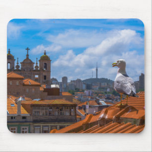 Gull Birds Öga View Roofta ops of Portugal Musmatta