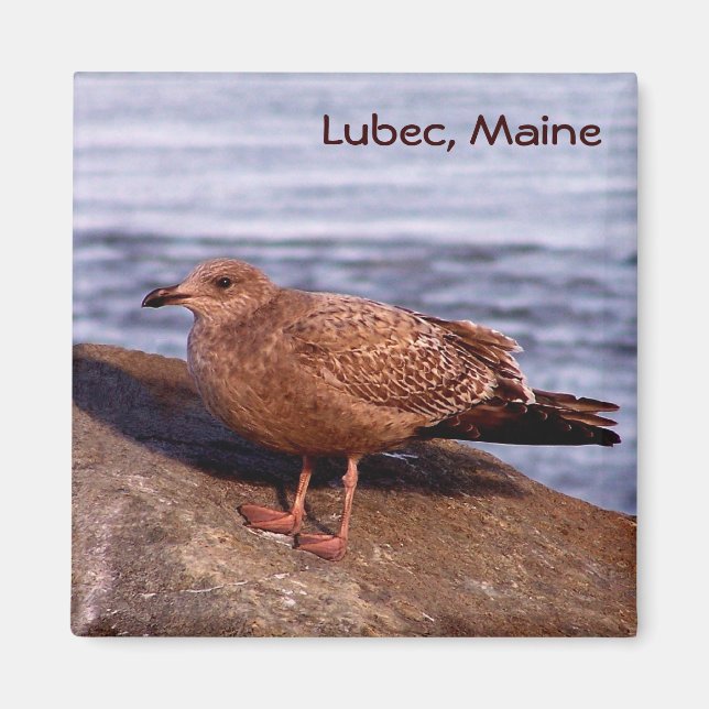 Gull i Lubec, Maine Magnet (Framsidan)