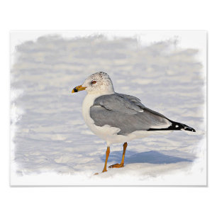 Gull i snö fototryck