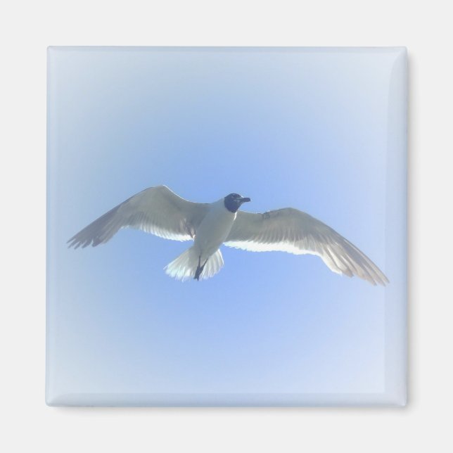 Gull in Flight 2 Magnet (Framsidan)