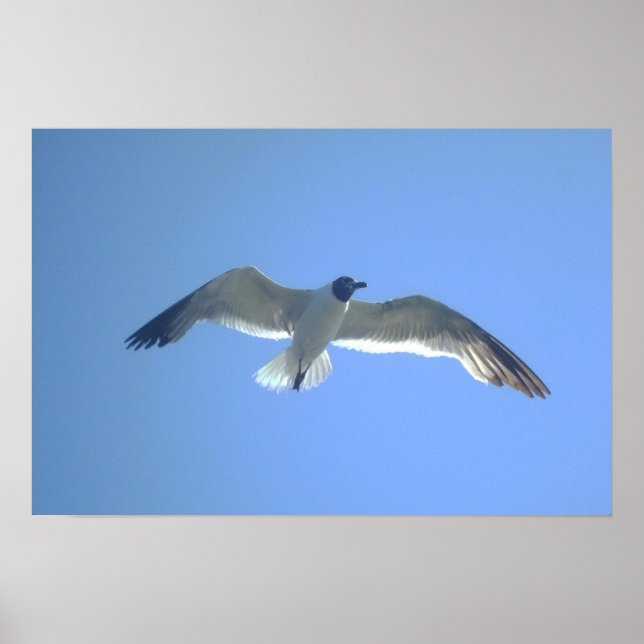 Gull in under flygning Skriv ut Poster (Framsidan)