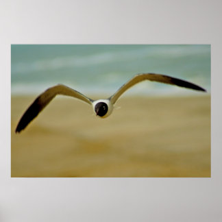 Gull kommer på mig poster