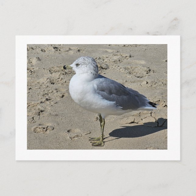 Gull med ring helg vykort (Framsida)
