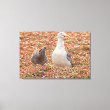 Gull och chick