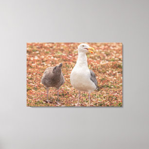 Gull och chick canvastryck
