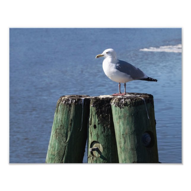Gull on Pilings Fototryck (Framsidan)