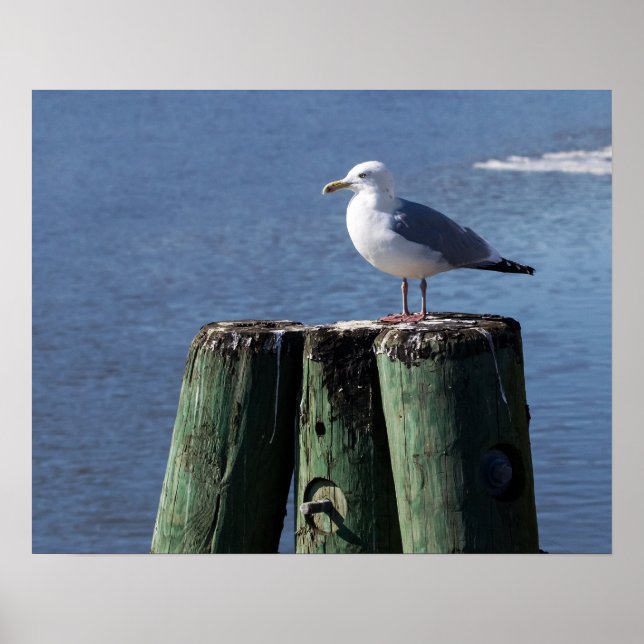 Gull on Pilings Poster (Framsidan)