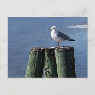 Gull on Pilings Vykort