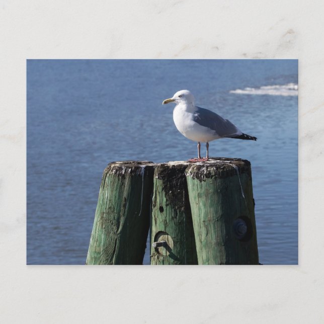 Gull on Pilings Vykort (Framsida)