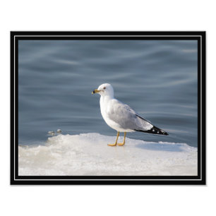 Gull på is fototryck