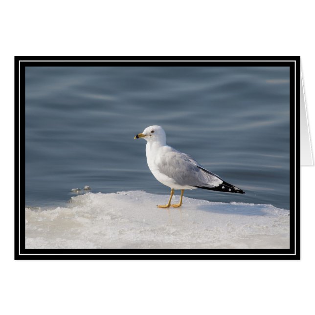 Gull på is hälsningskort (Framsidan Horizontal)