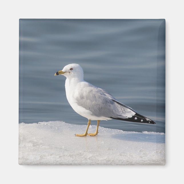 Gull på is magnet (Framsidan)