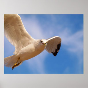Gull Poster